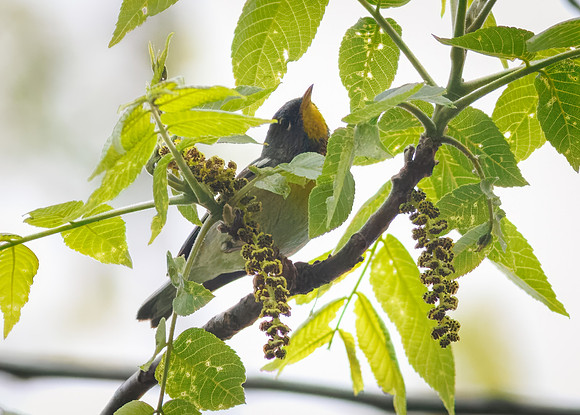 Northern Parula