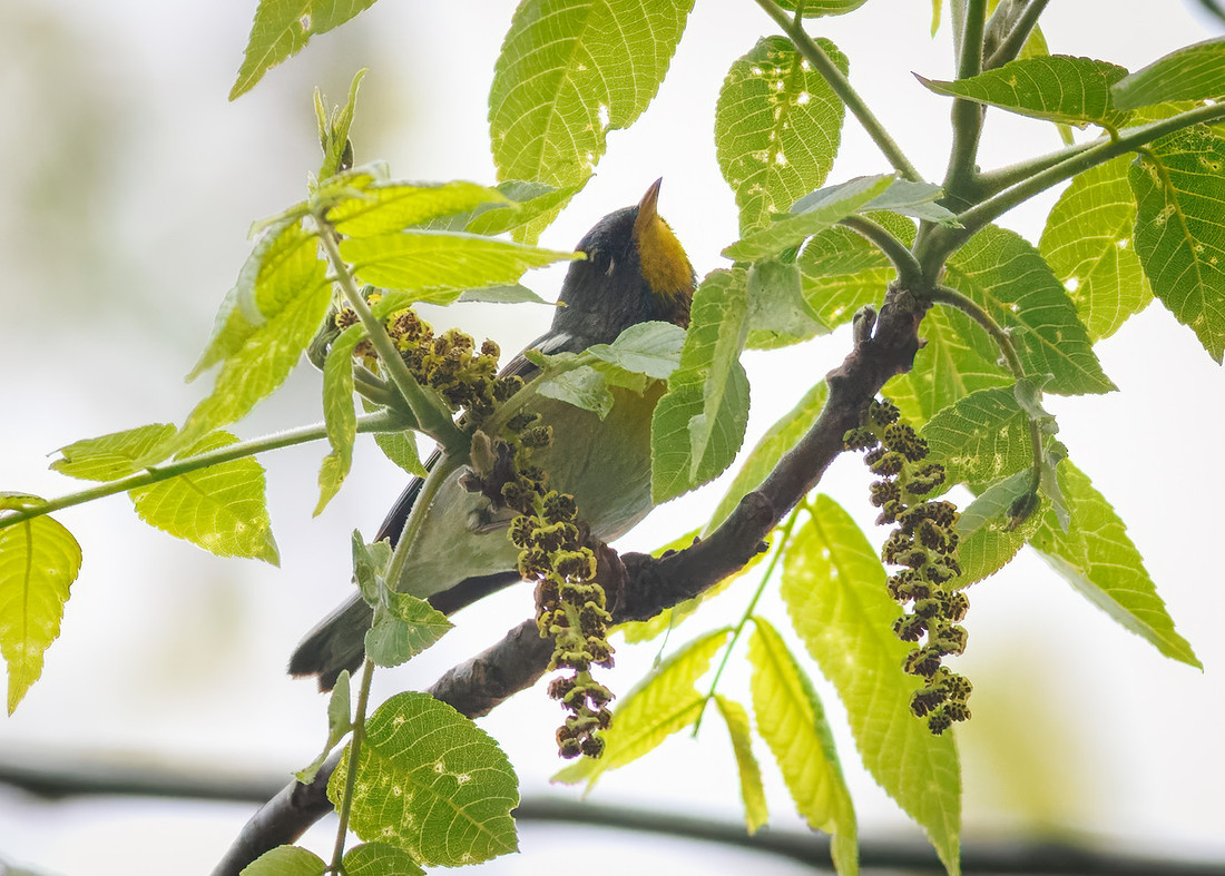 Northern Parula