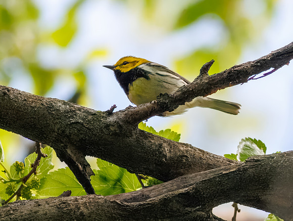 Black-throated Green Warbler