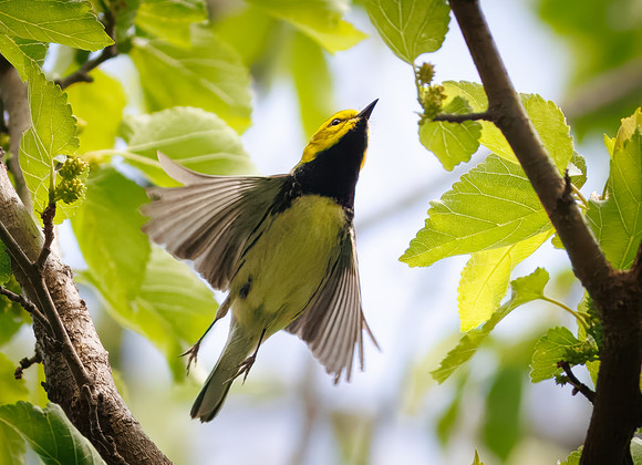 Black-throated Green Warbler