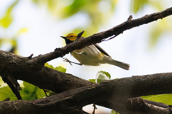 Black-throated Green Warbler