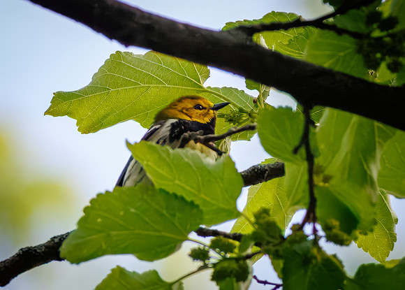 Black-throated Green Warbler