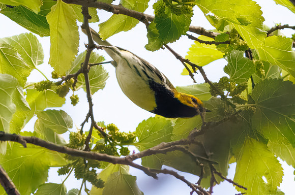 Black-throated Green Warbler