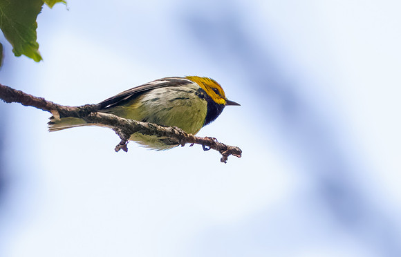 Black-throated Green Warbler