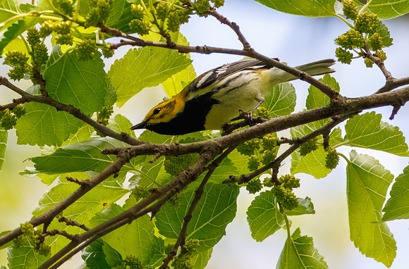 Black-throated Green Warbler