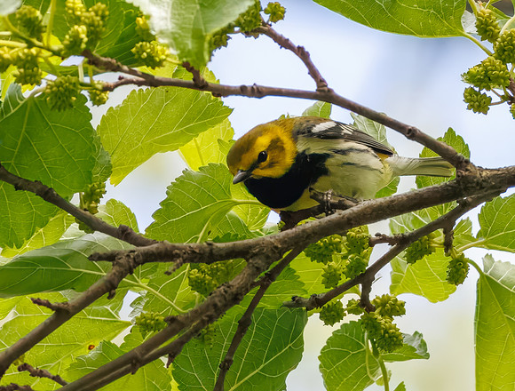 Black-throated Green Warbler