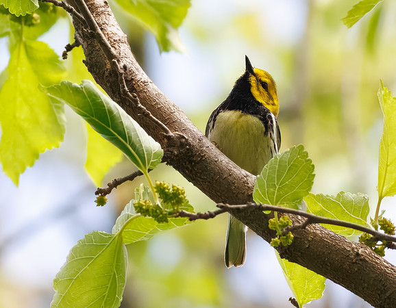 Black-throated Green Warbler