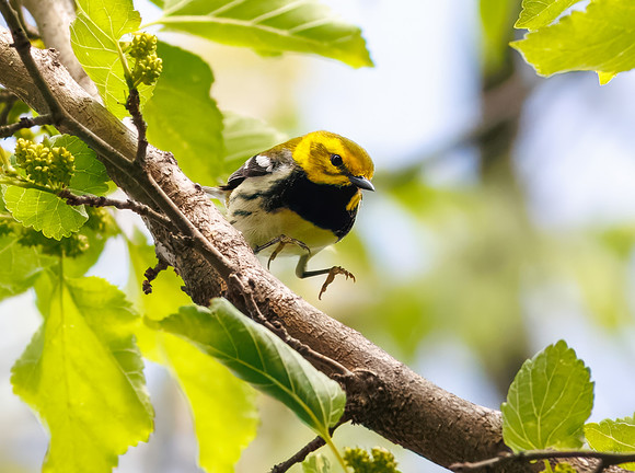 Black-throated Green Warbler