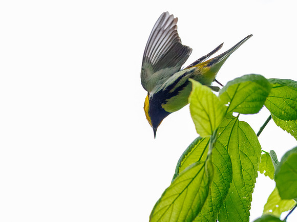 Black-throated Green Warbler
