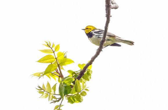 Black-throated Green Warbler