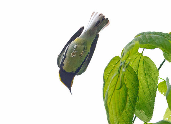 Black-throated Green Warbler