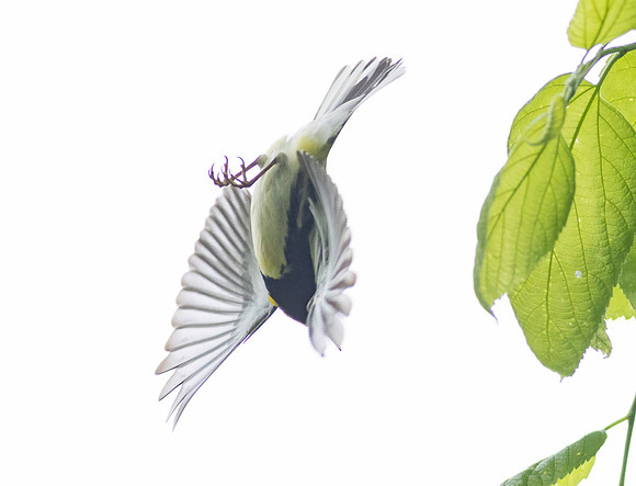 Black-throated Green Warbler