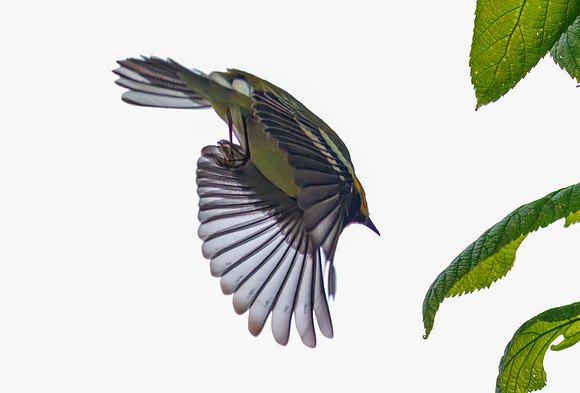 Black-throated Green Warbler