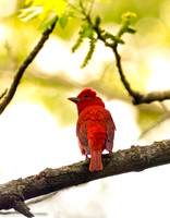 Summer Tanager (Mature Male)