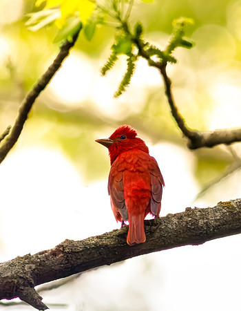Summer Tanager (Mature Male)