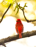 Summer Tanager (Mature Male)