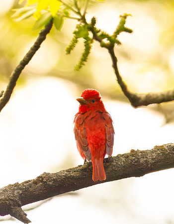 Summer Tanager (Mature Male)