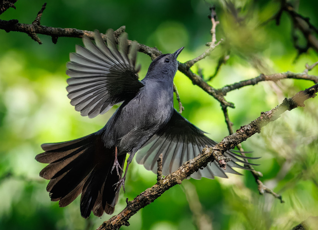 Gray Catbird Flight