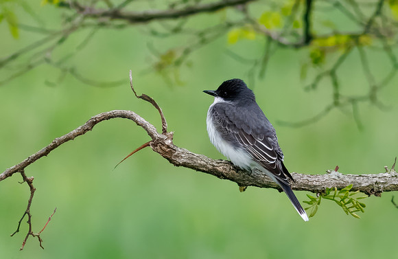 Eastern Kingbird