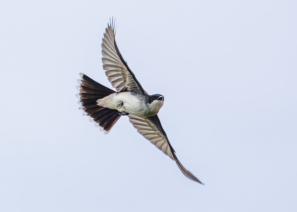 Eastern Kingbird