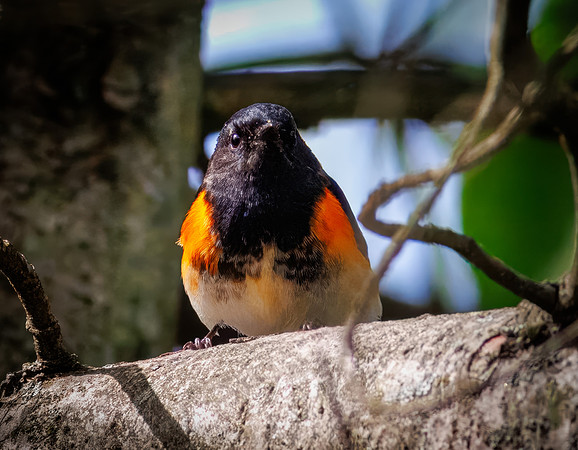 American Redstart