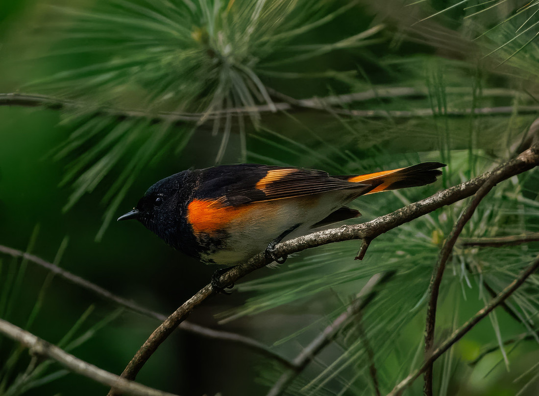 American Redstart