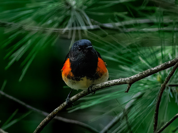 American Redstart