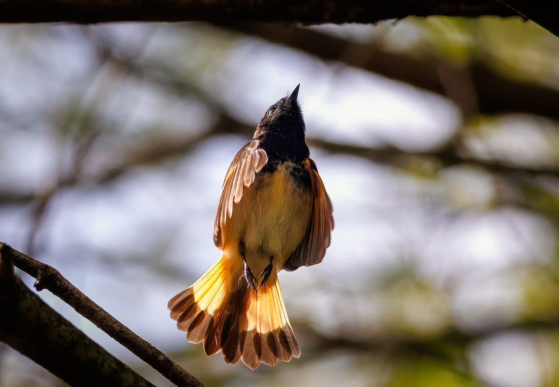 American Redstart