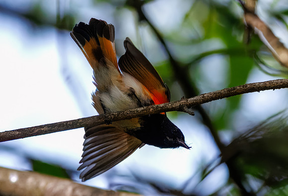 American Redstart