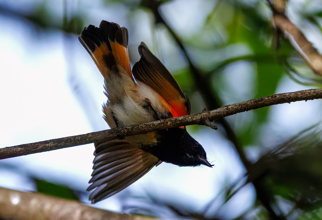 American Redstart