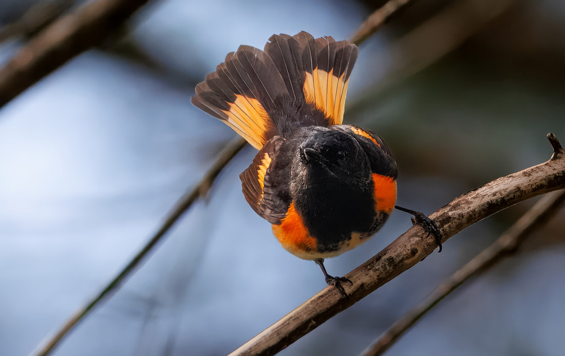 American Redstart