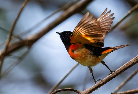 American Redstart