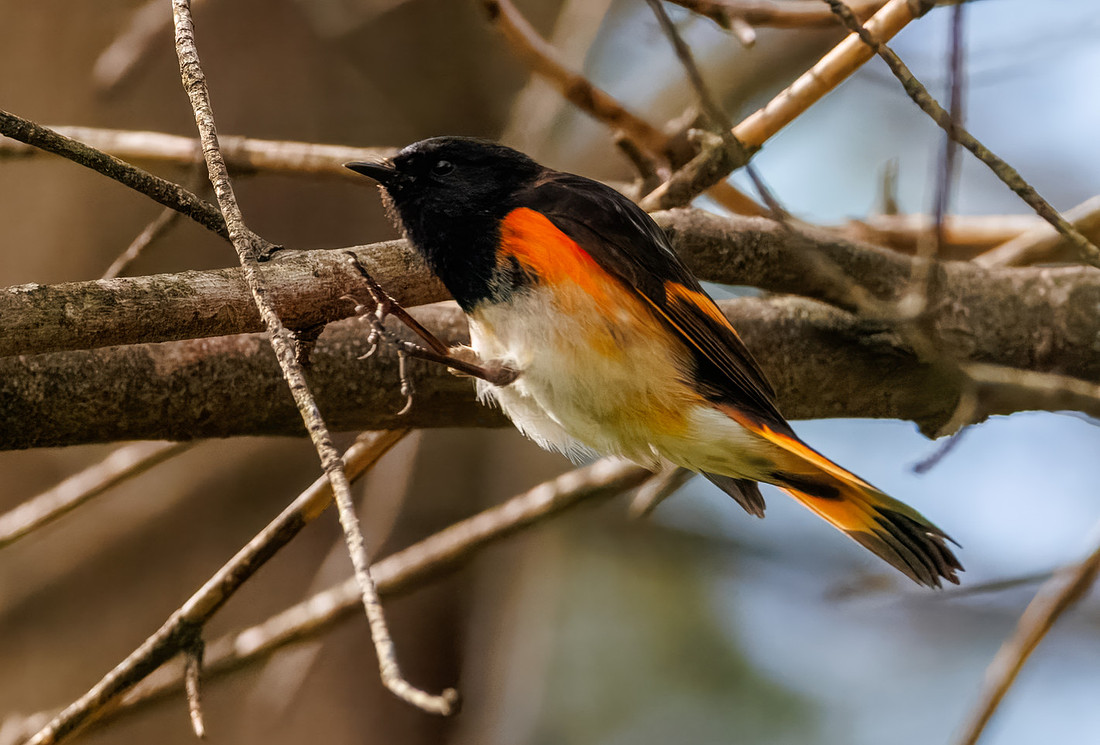 American Redstart