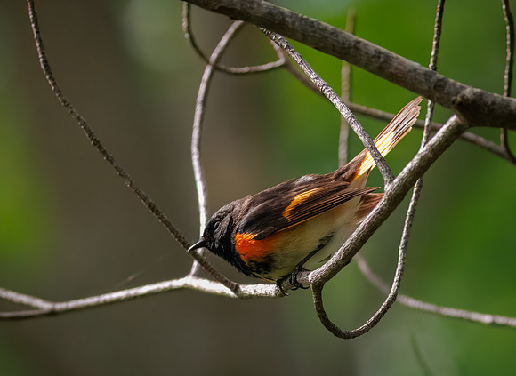 American Redstart