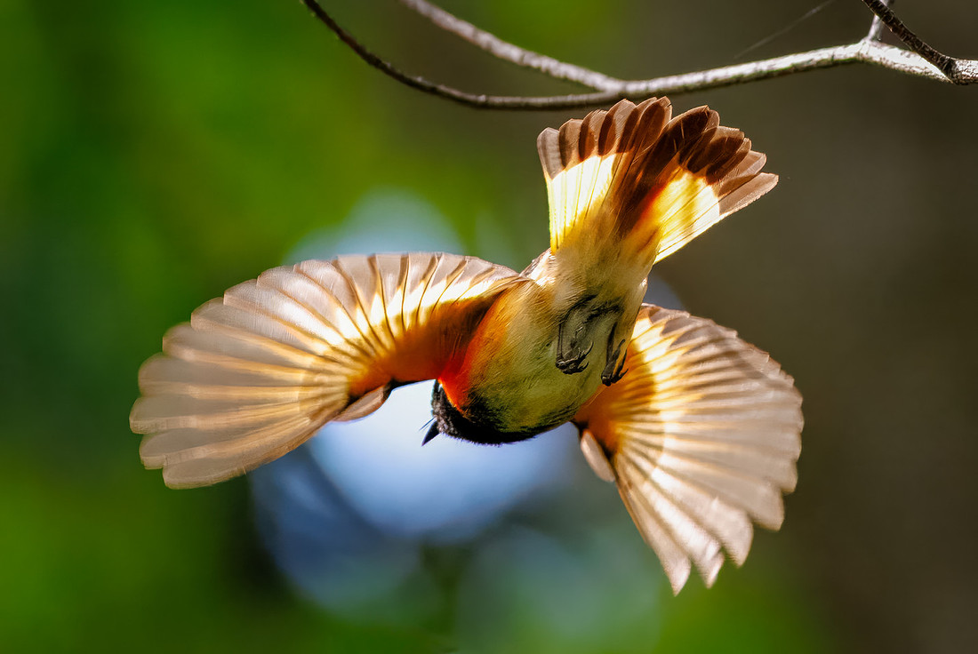 American Redstart