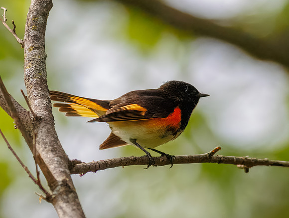 American Redstart
