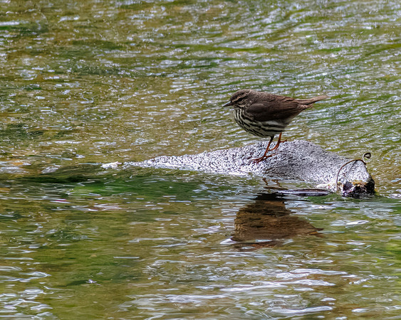 Northern Waterthrush