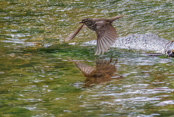 Northern Waterthrush