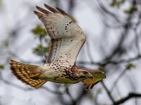Broad-winged Hawk
