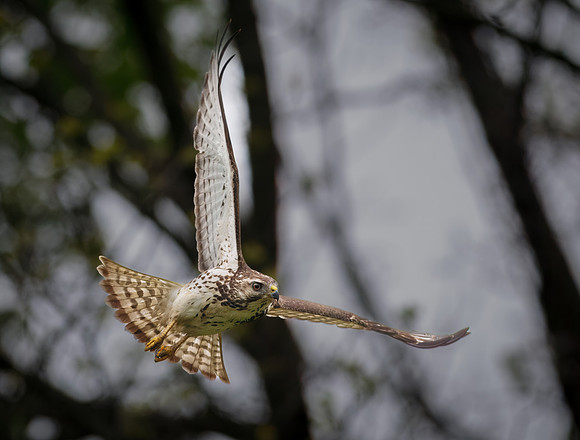 Broad-winged Hawk