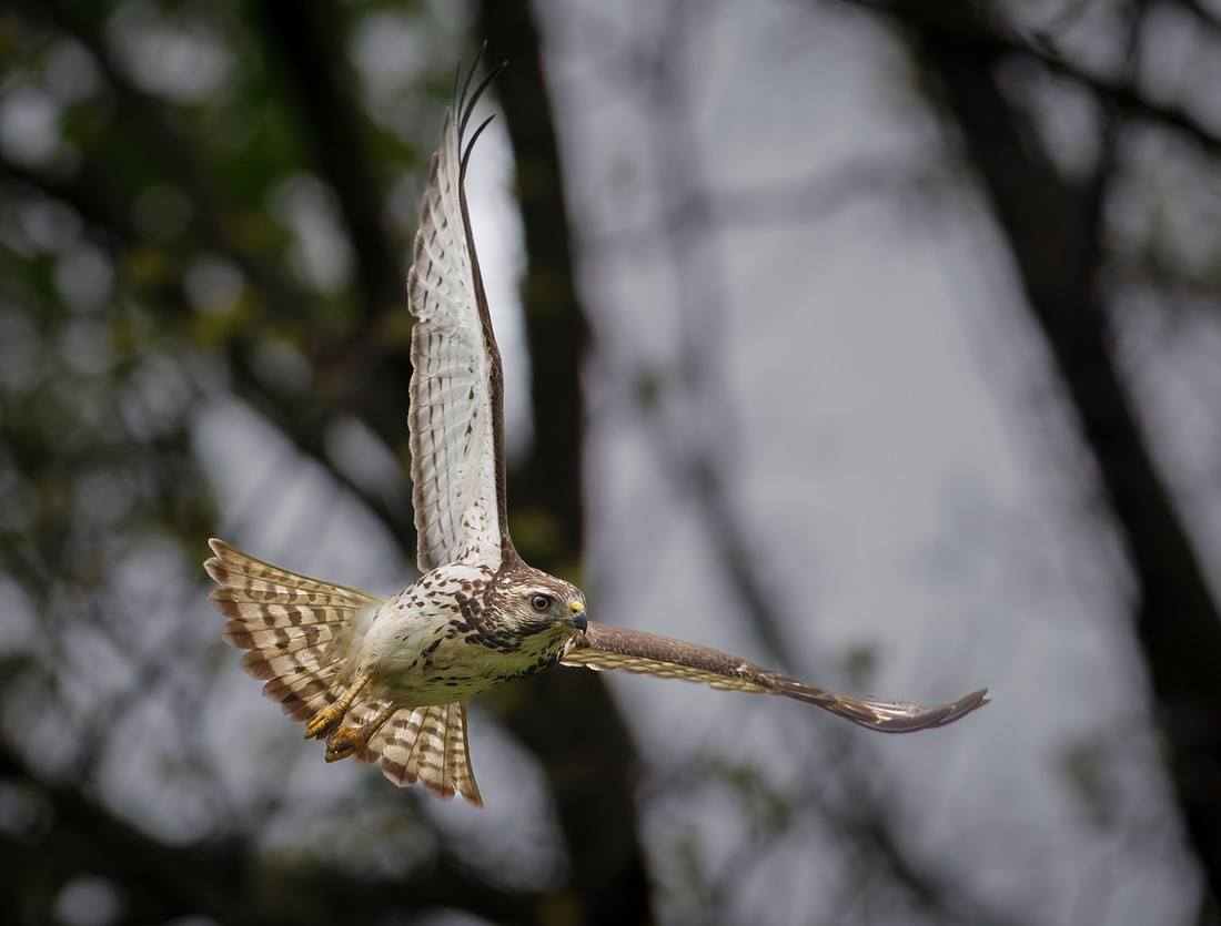 Broad-winged Hawk