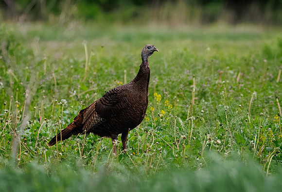 Wild Turkey
