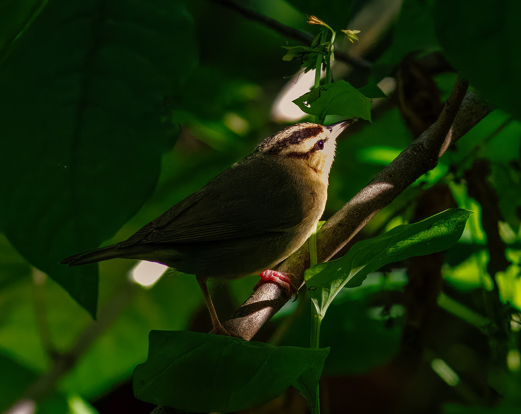 Worm-eating Warbler