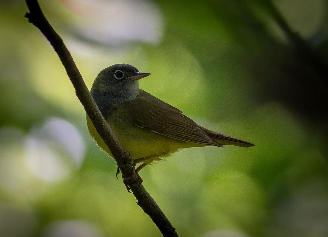 Connecticut Warbler