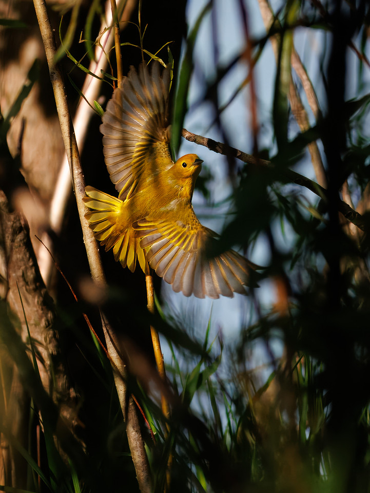 Flash of Gold - Northern Yellow Warbler