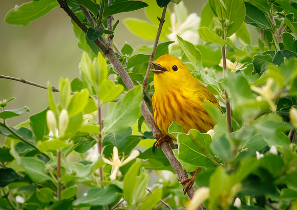 Yellow Warbler from Moraine View