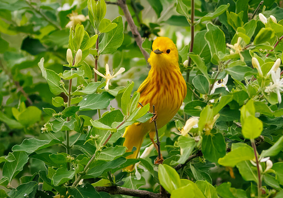 Yellow Warbler from Moraine View