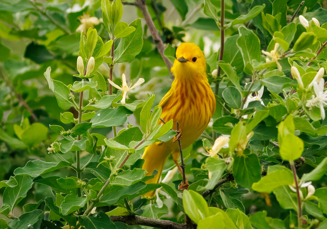 Yellow Warbler from Moraine View