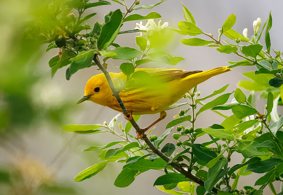 Yellow Warbler from Moraine View