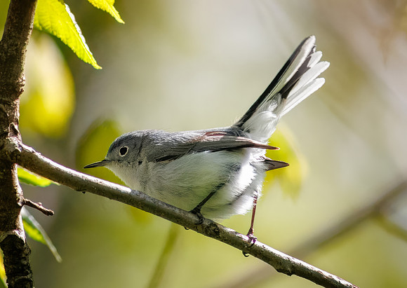 Playful Gnatcatcher